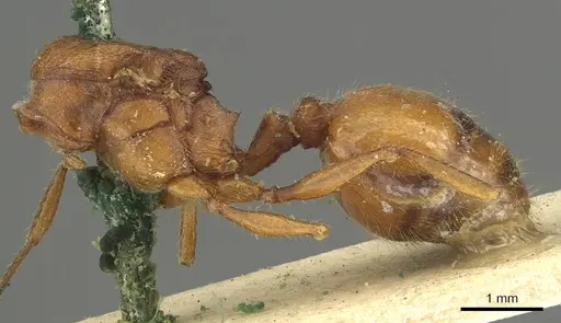 Pheidole castanea specimen CASENT0901598 image casent0901598_2