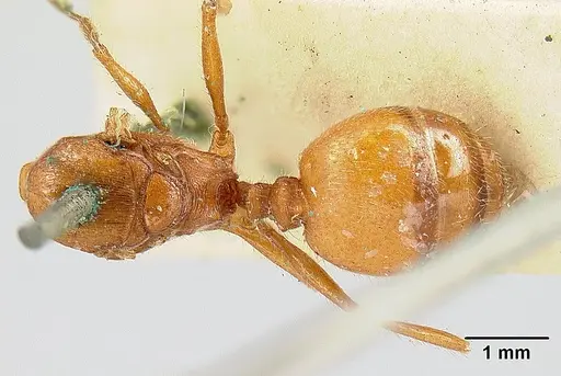 Pheidole castanea specimen JTL259163 image jtl259163_1