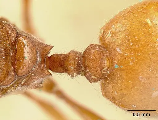 Pheidole castanea specimen JTL259163 image jtl259163_2