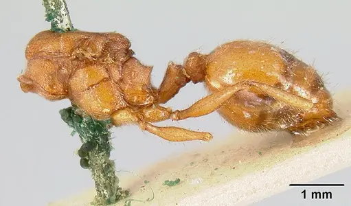 Pheidole castanea specimen JTL259163 image jtl259163_3