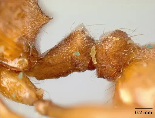 Pheidole castanea specimen JTL259163 image jtl259163_4