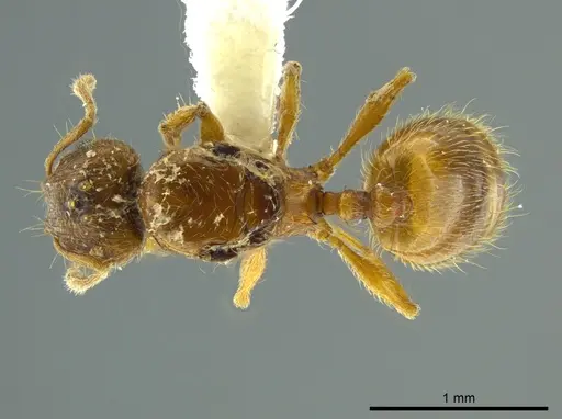 Pheidole cataphracta specimen CASENT0624247 image casent0624247_1