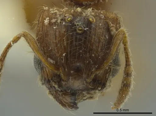 Pheidole cataphracta specimen CASENT0624247 image casent0624247_2