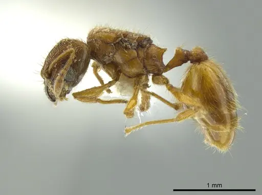 Pheidole cataphracta specimen CASENT0624247 image casent0624247_3