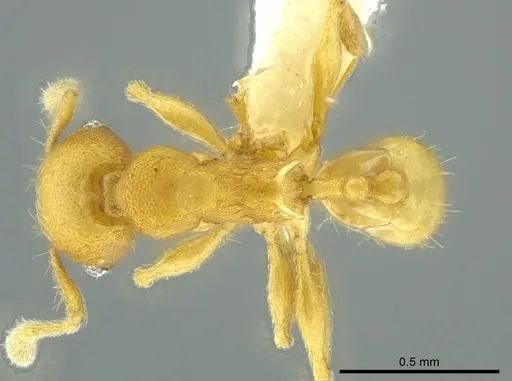 Pheidole cataphracta specimen CASENT0624248 image casent0624248_1