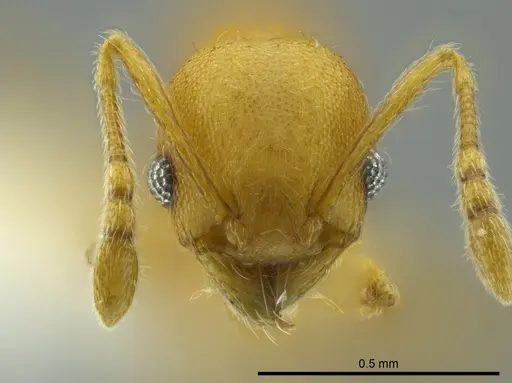 Pheidole cataphracta specimen CASENT0624248 image casent0624248_2