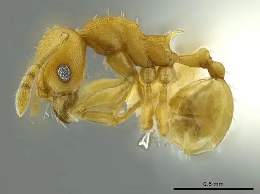 Pheidole cataphracta specimen CASENT0624248 image casent0624248_3