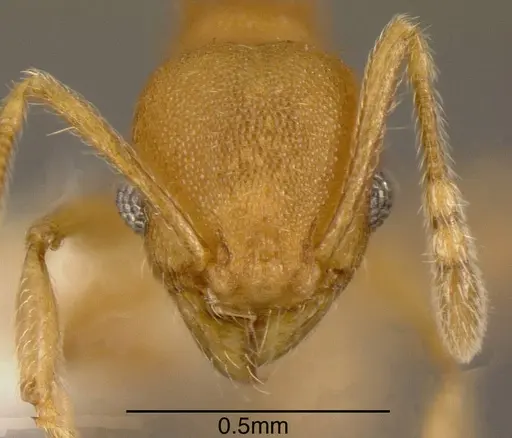 Pheidole cataphracta specimen CASENT0635450 image casent0635450_1