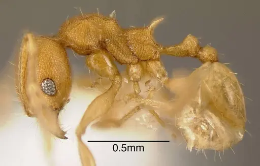 Pheidole cataphracta specimen CASENT0635450 image casent0635450_2