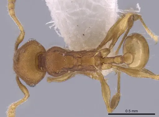 Pheidole cataphracta specimen INB0003623684 image inb0003623684_1