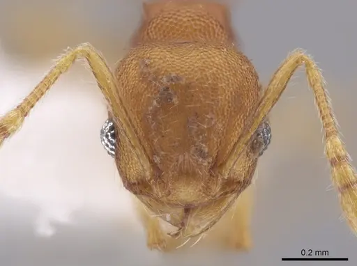 Pheidole cataphracta specimen INB0003623684 image inb0003623684_2