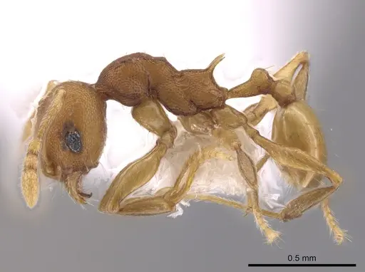 Pheidole cataphracta specimen INB0003623684 image inb0003623684_3