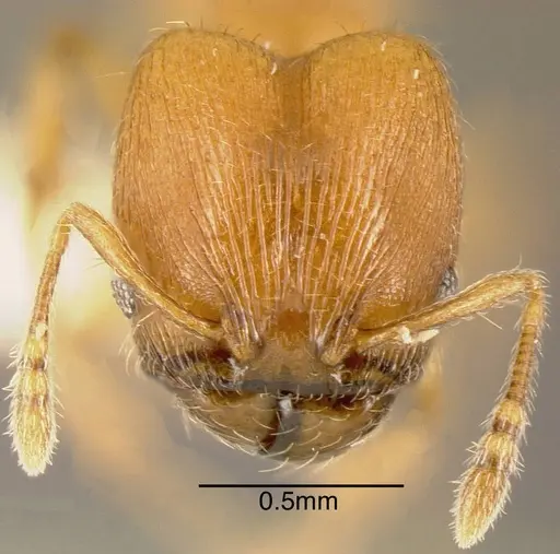 Pheidole cataphracta specimen INBIOCRI001282224 image inbiocri001282224_1
