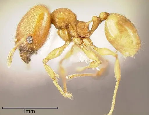 Pheidole cataphracta specimen INBIOCRI001282224 image inbiocri001282224_2