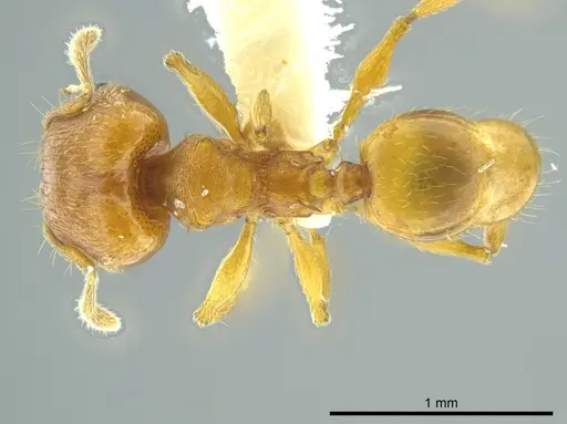 Pheidole cataphracta specimen INBIOCRI001282225 image inbiocri001282225_1
