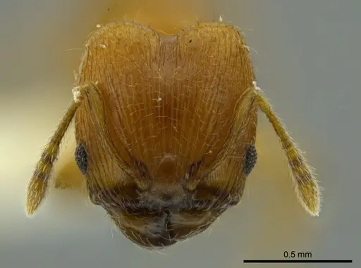 Pheidole cataphracta specimen INBIOCRI001282225 image inbiocri001282225_2