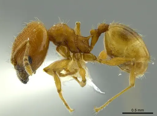 Pheidole cataphracta specimen INBIOCRI001282225 image inbiocri001282225_3