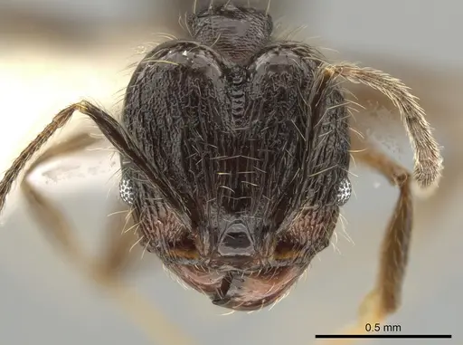 Pheidole cataractae specimen CASENT0646098 image casent0646098_2