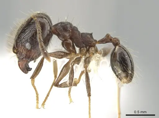 Pheidole cataractae specimen CASENT0646098 image casent0646098_3
