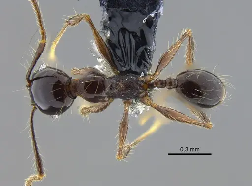 Pheidole cataractae specimen CBUMAGENT42047 image cbumagent42047_1