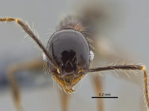 Pheidole cataractae specimen CBUMAGENT42047 image cbumagent42047_2