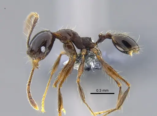 Pheidole cataractae specimen CBUMAGENT42047 image cbumagent42047_3