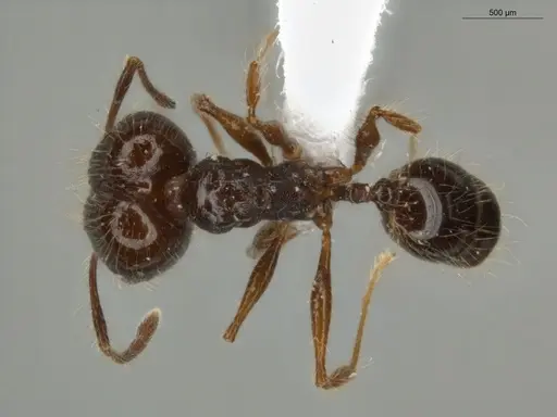 Pheidole cataractae specimen ECOFOG-TR13-0070-08-S image ecofog-tr13-0070-08-s_1