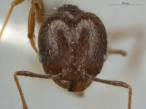 Pheidole cataractae specimen ECOFOG-TR13-0070-08-S image ecofog-tr13-0070-08-s_2