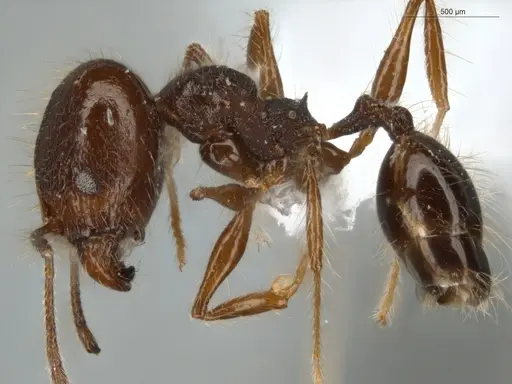 Pheidole cataractae specimen ECOFOG-TR13-0070-08-S image ecofog-tr13-0070-08-s_3
