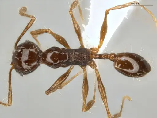 Pheidole cataractae specimen ECOFOG-TR13-0070-08 image ecofog-tr13-0070-08_1