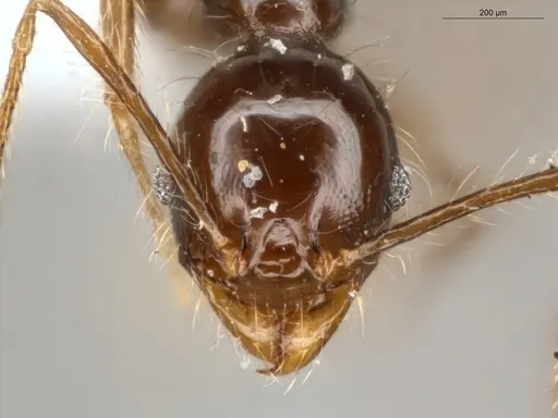 Pheidole cataractae specimen ECOFOG-TR13-0070-08 image ecofog-tr13-0070-08_2