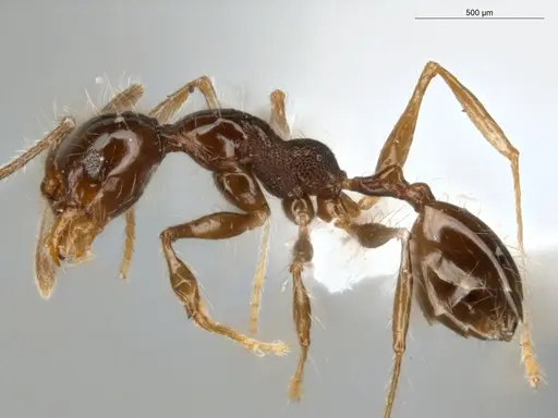 Pheidole cataractae specimen ECOFOG-TR13-0070-08 image ecofog-tr13-0070-08_3