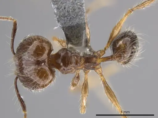 Pheidole cataractae specimen USNMENT00688291 image usnment00688291_1
