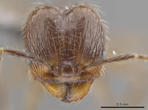 Pheidole cataractae specimen USNMENT00688291 image usnment00688291_2