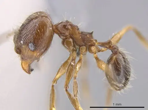 Pheidole cataractae specimen USNMENT00688291 image usnment00688291_3