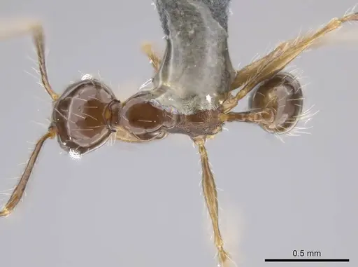 Pheidole cataractae specimen USNMENT00691422 image usnment00691422_1