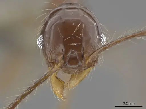 Pheidole cataractae specimen USNMENT00691422 image usnment00691422_2