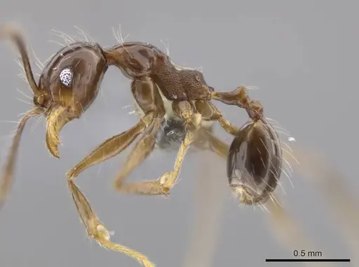 Pheidole cataractae specimen USNMENT00691422 image usnment00691422_3