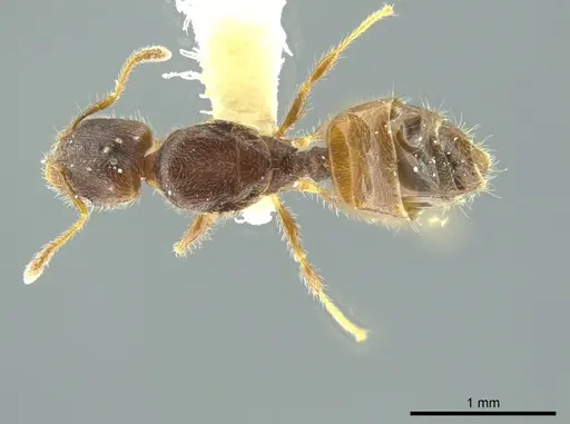 Pheidole caulicola specimen CASENT0624249 image casent0624249_1