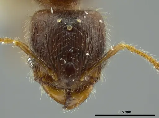 Pheidole caulicola specimen CASENT0624249 image casent0624249_2