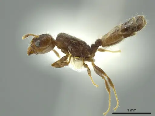 Pheidole caulicola specimen CASENT0624249 image casent0624249_3