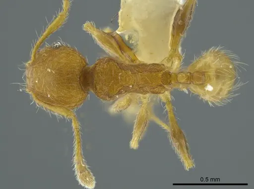 Pheidole caulicola specimen CASENT0624250 image casent0624250_1