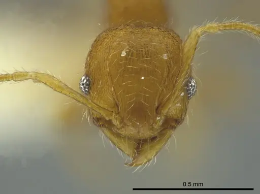 Pheidole caulicola specimen CASENT0624250 image casent0624250_2