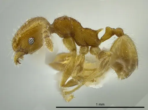 Pheidole caulicola specimen CASENT0624250 image casent0624250_3