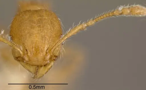 Pheidole caulicola specimen CASENT0635451 image casent0635451_1