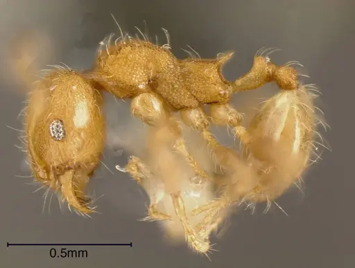 Pheidole caulicola specimen CASENT0635451 image casent0635451_2