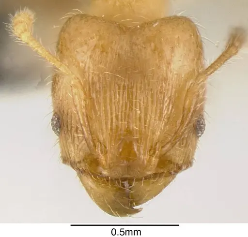Pheidole caulicola specimen INBIOCRI001282235 image inbiocri001282235_1