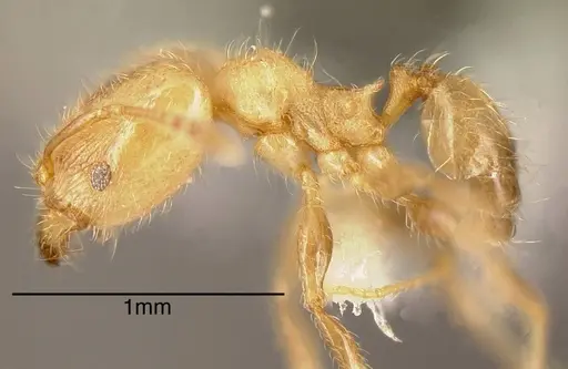 Pheidole caulicola specimen INBIOCRI001282235 image inbiocri001282235_2