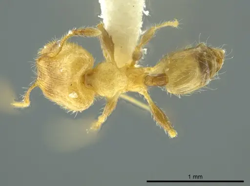 Pheidole caulicola specimen INBIOCRI001282237 image inbiocri001282237_1