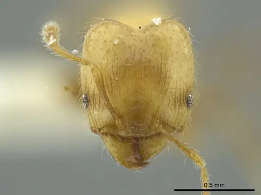 Pheidole caulicola specimen INBIOCRI001282237 image inbiocri001282237_2